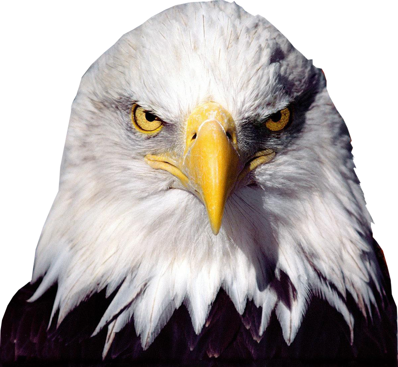 :eagle: