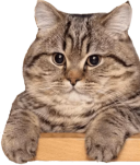 :kotki_3: