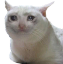 :cryingcat:
