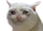 :crying_cat_2: