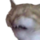 :cringingcat: