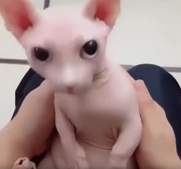 :bingus:
