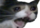 :screaming_cat: