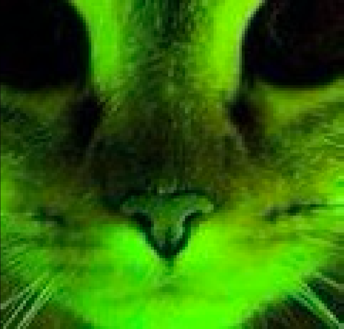 :glowcat: