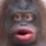 :orangutan: