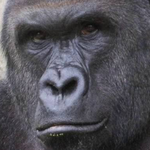:harambe: