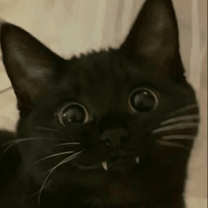 :niggacat:
