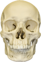 :skull: