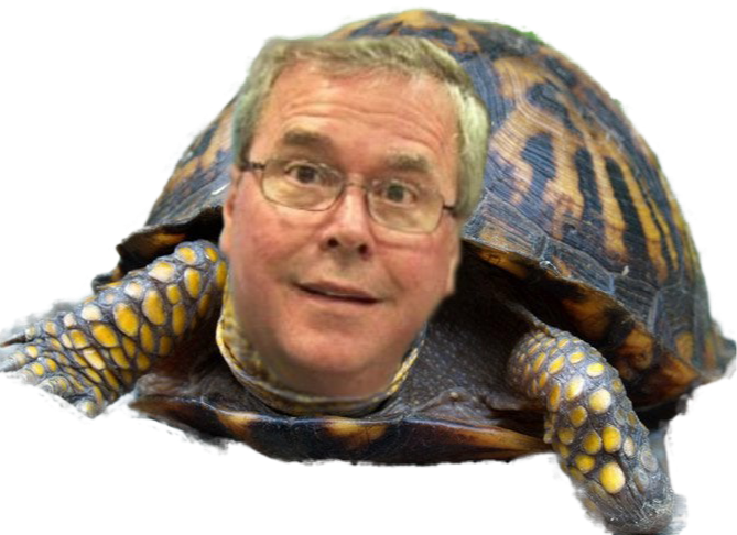 :jeb_turtle: