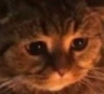:sadcat3: