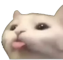:catBLEP1: