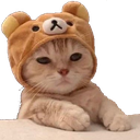 :bear2: