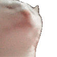 :CatVibing: