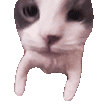 :cathug:
