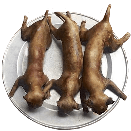 :chinacat: