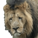 :sadlion: