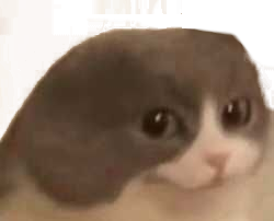 :catnoears: