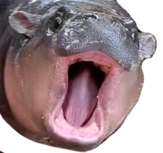 :moodeng_scream: