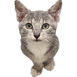 :cornbread_the_cat: