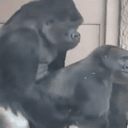 :gorillasex: