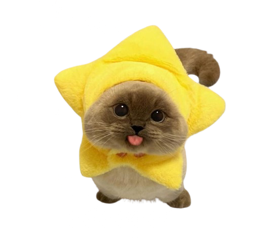 :cat_star: