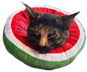 :autumn_melon: