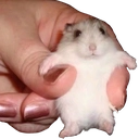 :hamgrip: