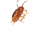 :roach: