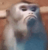 :smug_monkey: