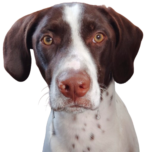 :whiskers_drool: