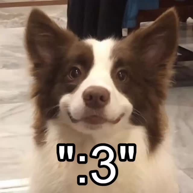 :doggy_3: