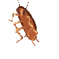 :cockroach: