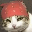 :cat_ricardo: