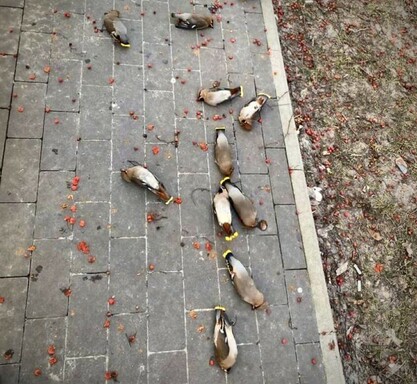 10 small coloured birds lie insensible on a pavement.