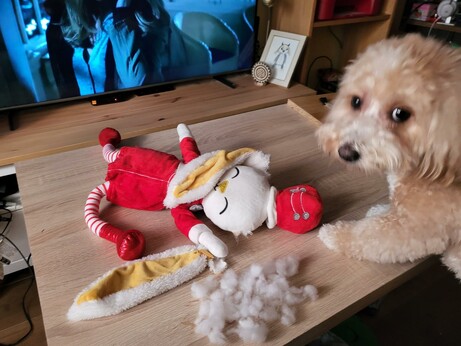 Foto en la que se ve, encima de mi mesa, a un peluche de un conejito vestido de Navidad tumbado como si fuera un cadáver. A su lado, una de sus orejas completamente arrancada del cuerpo y con evidentes signos de haber sido mordisqueada. Al rededor de cadáver del conejito navideño hay un montón de relleno de peluche. Junto al cadáver se encuentra la única testigo, una perrita de año y medio de edad con cara de creerse que está disimulando super bien y que nadie sospecha de ella.
