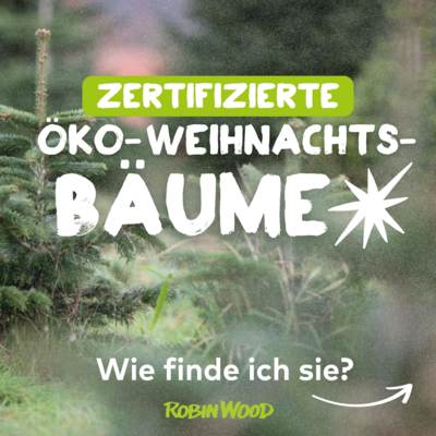 Bild von Weihnachtsbäumen und Schriftzug: Zertifizierte Ökoweihnachtsbäume - Wie finde ich sie?