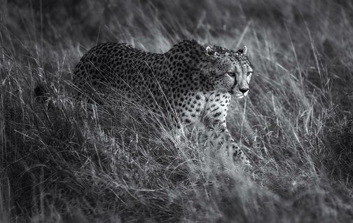 A black and white photo of a cheetah on the prowl through the grasslands of the Masai Mara of Kenya. See more here: https://joan-carroll.pixels.com/featured/cheetah-on-the-prowl-bw-joan-carroll.html

 #cheetah #predator #masaimara #kenya #blackandwhite #blackandwhitephotography #grasslands #wildlife #wildlifephotography #nature #animals #bigcat #camouflage  #giftideas #wallart #artforsale @joancarroll  #AYearForArt #buyIntoArt