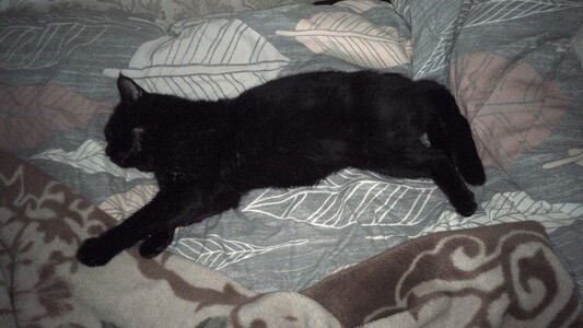 My cat