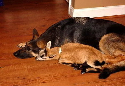 A black and tan German Shepherd lies on a wooden floor with a newborn goat kid tucked alongside her.  The two animals are almost exactly parallel in position.