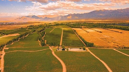 Argentinian Malbec Was Made Into A Signature Wine By Pioneers Like Luigi Bosca