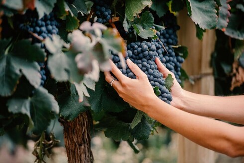 Nine red wines from Argentina to enjoy now