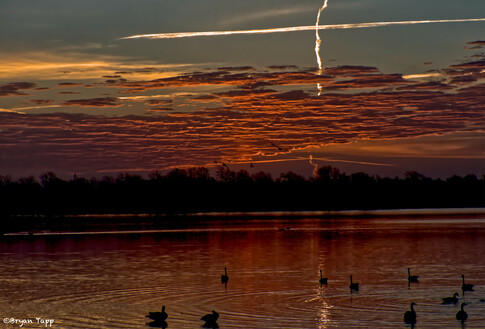 Waterfowl at sunrise with orange-red clouds low on the horizon illuminated by impending sunrise.  Contrails cross in the blue sky above.  Feeling of serenity.
