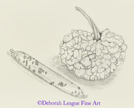 Discover the rustic charm of this graphite still life drawing, featuring a detailed gourd with rich, textured surface and a slender corncob. Rendered in soft pencil tones, this botanical sketch captures the organic shapes and natural textures of autumn harvest favorites. Ideal for farmhouse décor, kitchen wall art, or collectors of botanical and nature-themed illustrations. A beautiful tribute to the simple beauty of fall’s bounty.

A detailed black and white drawing showcases a bumpy textured gourd alongside a slender cucumber. The simplicity of the composition highlights the unique forms and surfaces of the vegetables.