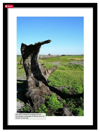 A dead tree stump in the forefront of the bird walk in a green pasture.  Photo by Sharon Cummings.