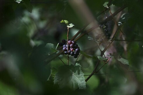 Can Champagne in France Survive Climate Change?