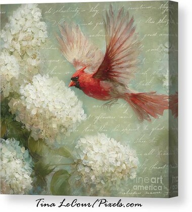This is a canvas of flying red cardinal bird with some pretty white hydrangea flowers with an old text letter in the background.