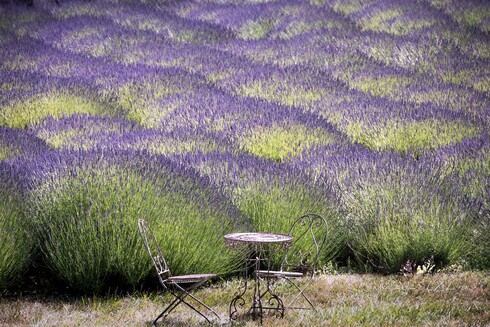 I came across with this picturesque scenery at the Jardin du Soleil Lavender Farm in Sequim, Washington on our road trip few days ago. I really liked the quaint metal table and chairs positioned at the edge of this lovely lavender field with wavelike display, creating a serene outdoor seating area as purple and green hues blended harmoniously, offering a calming rural scene.
