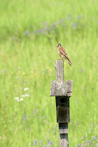 The bird is sitting on a post  and is just above and right of the middle of the photo.
There is a Bluebird nesting box hanging on the post.
The bird is facing to the left and thge backgound is grass.