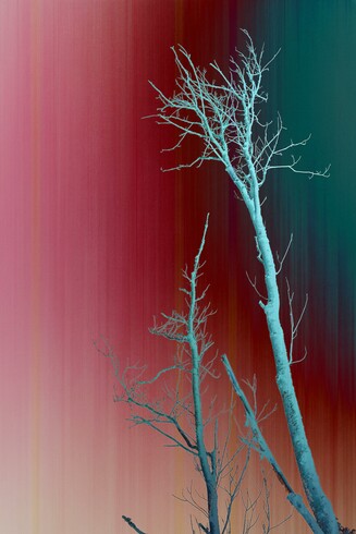 Bare tree branches reach upwards against a vibrant, gradient backdrop shifting from deep red to green. The stark contrast between the silhouetted branches and the colorful background creates a striking visual effect.