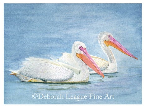 One of the largest North American birds, the American White Pelican is majestic in the air. The birds soar with incredible steadiness on broad, white-and-black wings. Their large heads and huge, heavy bills give them a prehistoric look. On the water they dip their pouched bills to scoop up fish, or tip-up like an oversized dabbling duck. Sometimes, groups of pelicans work together to herd fish into the shallows for easy feeding. Look for these elegant birds on inland lakes in summer and near coastlines in winter.